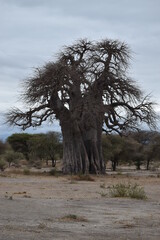 tree in the serengeti 