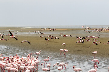 Lesser Flamingo in flight, Walvis Bay, Namibia