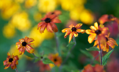 Orange and yellow flowers