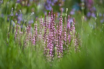 Naklejka premium Purple flowers on meadow