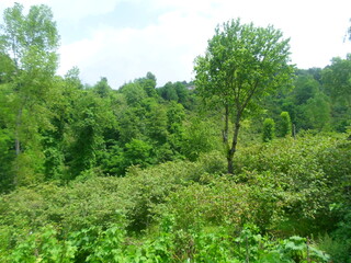 Obraz premium trees in the forest