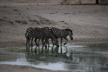 Obraz na płótnie Canvas zebra in the water