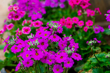 Obraz premium flowers in the garden