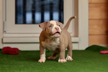 puppy on the green grass, American bully puppy dog, Pet funny and Cute © Georgii