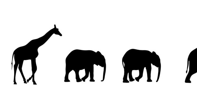 Walking elephants and giraffe, animation on the white background (seamless loop)