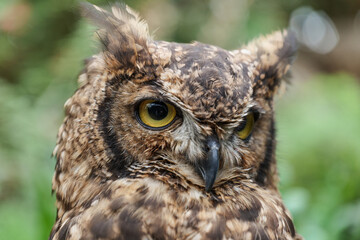 アフリカワシミミズクのクローズアップ