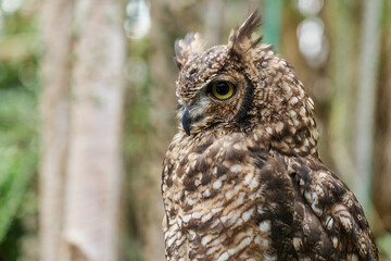 アフリカワシミミズクのクローズアップ