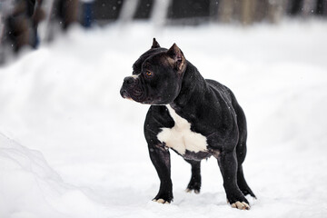 man with lovely dog in snowy forest. Adorable dog in winter wood. Pet lover. Dog - human s friend concept.