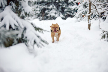 American bully dog playing in the snowy forest, selective focus