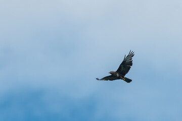 A common buzzard flying cloudy sky