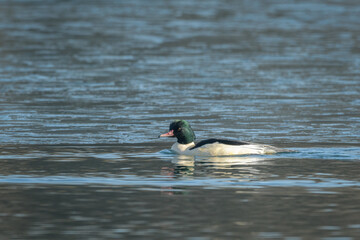 A common merganser swimming on a pond