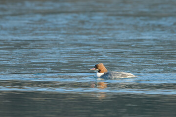 A common merganser swimming on a pond