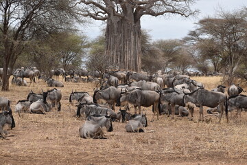 herd of wildebeest
