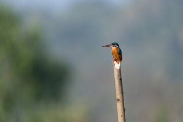 common kingfisher perched on a wooden log