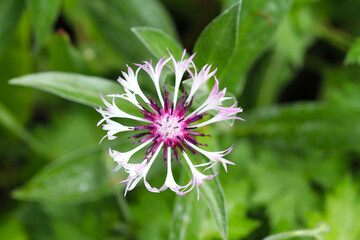 Fototapeta premium White and purple flower