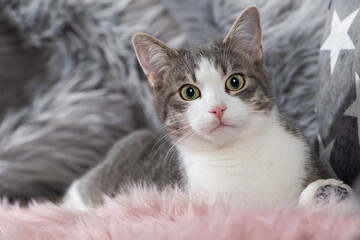 Young cat lying on a fur