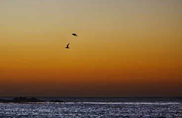 Fototapeta na wymiar Birds in the sunset