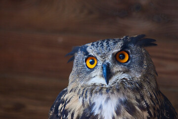 Close up of eagle owl head. Copy space
