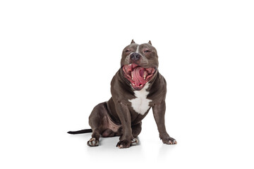 Studio shot of chocolate color dog, staffordshire terrier isolated over white studio background....