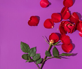 Bright red rose torn petals on bold purple background. 80s, 90s retro aesthetic romantic Valentines...