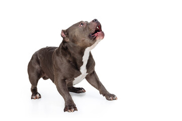 Studio shot of chocolate color dog, staffordshire terrier isolated over white studio background. Concept of motion, beauty, fashion, breeds, pets love, animal