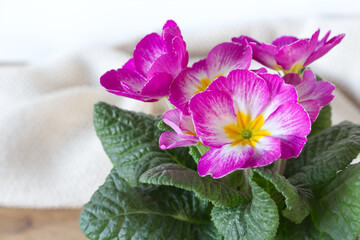 Flowers primrose, primula vulgaris in a pot on a wooden table. In the background, is a cotton towel. They have various colors and can be used both as a balcony plant and bedding plant.