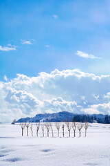 新潟県池ヶ原のはざ木と雪原、冬の青空