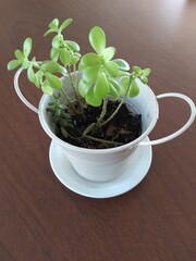 plant in a pot centerpiece