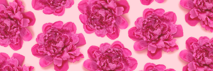 Banner with pattern made of heads of peony flowers on a pink pastel background. Creative concept.