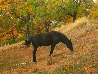 horse in autumn forest