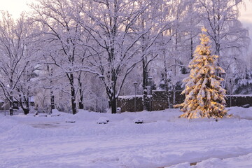 snow covered trees