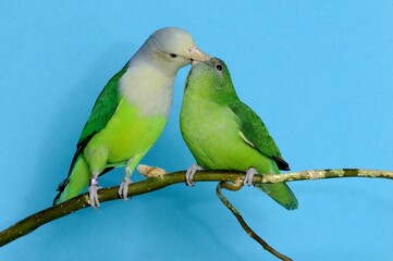 Grauköpfchen Paar (Agapornis canus) bei Sozialkontakten in der Voliere.