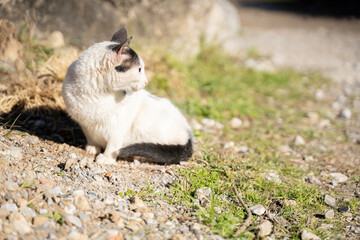 Naklejka premium cat resting on the ground