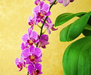 Pink flower  orchids on yellow golden background. Floral design, close-up, copy space.