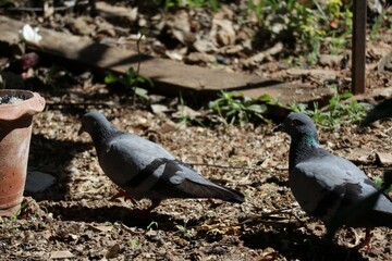 pigeons in the park