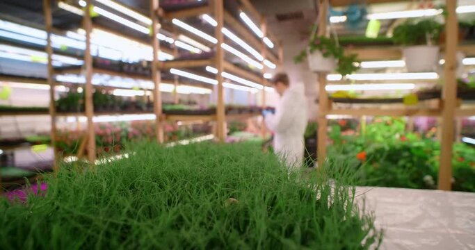 Farmer works ath the microgreens vertical farm, vitaminized superfood, agriculture business, 4k 60p Prores