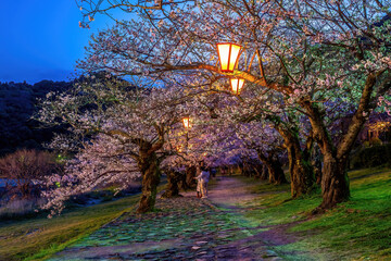Cherry blossom at Kintaikyo bridge Iwakuni city, Japan