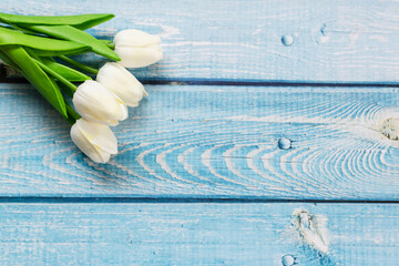White tulips on light blue wooden background, spring concept.