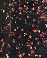 autumn leaves background