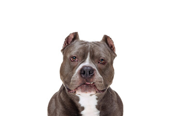 Close-up chocolate color purebred dog, staffordshire terrier looking at camera isolated over white studio background. Concept of animal care