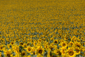 Sunflower field