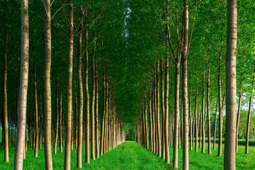 Fototapeta premium Straight lines of young trees.