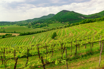 Fototapeta na wymiar Vineyards on the sunny hills of Vipava valley
