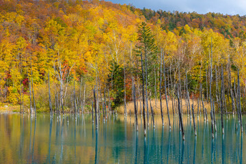 北海道　美瑛の青い池　紅葉の季節