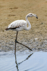 Juvenile Greater Flamingo, Walvis Bay, Namibia