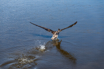 A Brown Pelican landing and taking of in a tidal pool in South Carolina.
