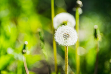 Beautiful dandelion in the field. Selective focus. Shallow depth of field.
