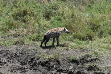 Deurstickers hyena © Brian