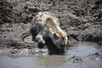 Muurstickers hyena drinking water © Brian