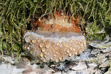 Guttation is the exudation of drops of xylem sap on the surface of fungi, here exemplified by red-belted conk - obrazy, fototapety, plakaty